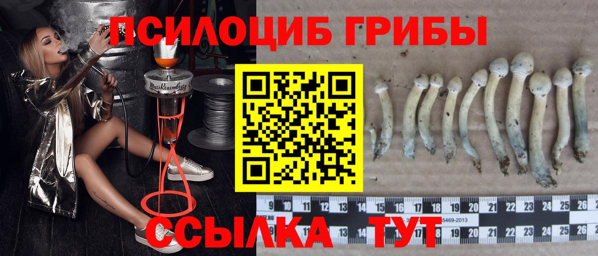 где продают   Елизово  Псилоцибиновые грибы MAGIC MUSHROOMS 